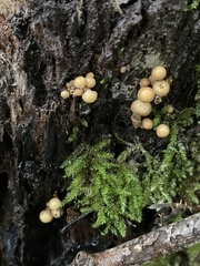 Flammulina velutipes