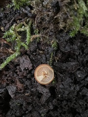 Flammulina velutipes