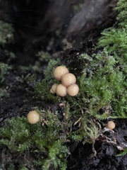 Flammulina velutipes