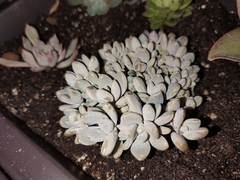 Graptopetalum
