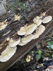 Trametes gibbosa