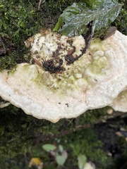 Trametes gibbosa