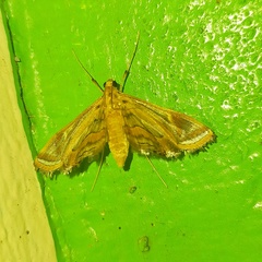 Margarosticha