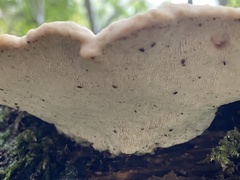 Trametes gibbosa
