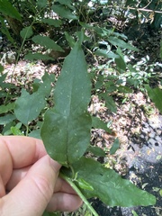 Monococcus echinophorus