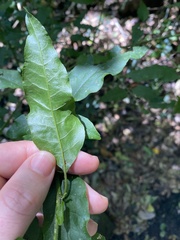 Monococcus echinophorus