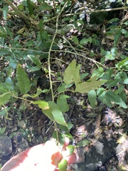 Monococcus echinophorus