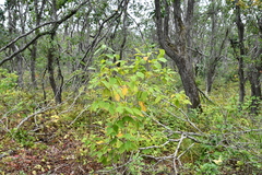Philadelphus tenuifolius