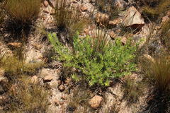 Leucadendron glaberrimum glaberrimum