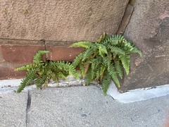 Asplenium platyneuron