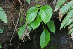 Conandron ramondioides