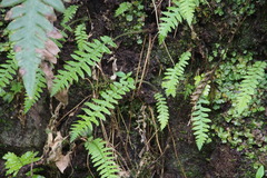 Phegopteris decursive-pinnata