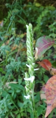 Spiranthes bightensis