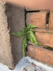Asplenium platyneuron