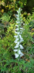 Spiranthes bightensis