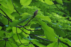 Magnolia obovata