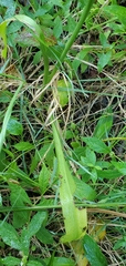 Spiranthes bightensis