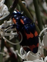 Castiarina grata