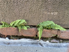 Asplenium platyneuron
