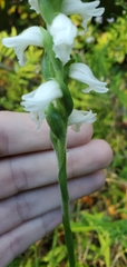 Spiranthes bightensis