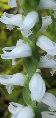 Spiranthes bightensis