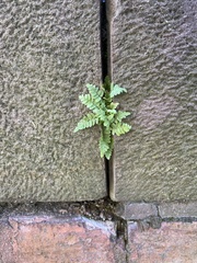Asplenium platyneuron