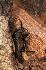 Aulacopus reticulatus
