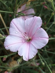 Convolvulus dorycnium