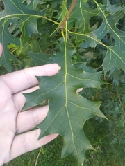 Quercus