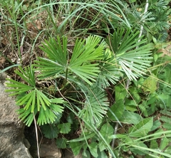 Actiniopteris radiata