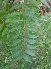 Ailanthus altissima