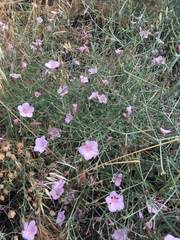 Convolvulus dorycnium