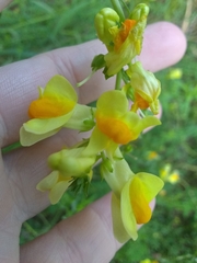 Linaria vulgaris