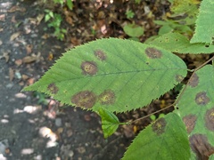 Diplocarpon