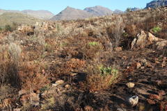 Leucadendron glaberrimum glaberrimum