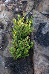 Diospyros glabra