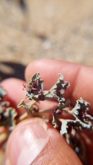 Euphorbia copiapina