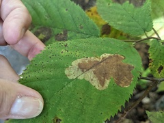 Phytomyza agromyzina group