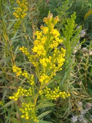 Solidago