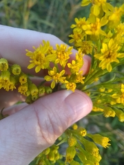 Solidago