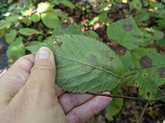 Phytomyza agromyzina group