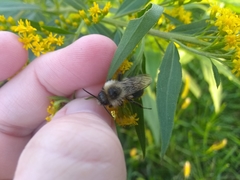 Bombus impatiens
