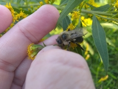 Bombus impatiens