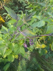 Solanum dulcamara