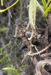 Phryganoporus candidus