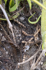 Phryganoporus candidus