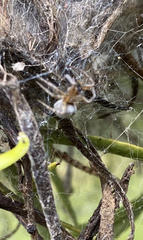 Phryganoporus candidus