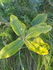 Asclepias syriaca