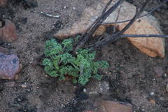 Pelargonium englerianum