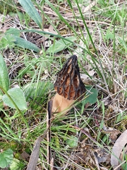 Morchella australiana